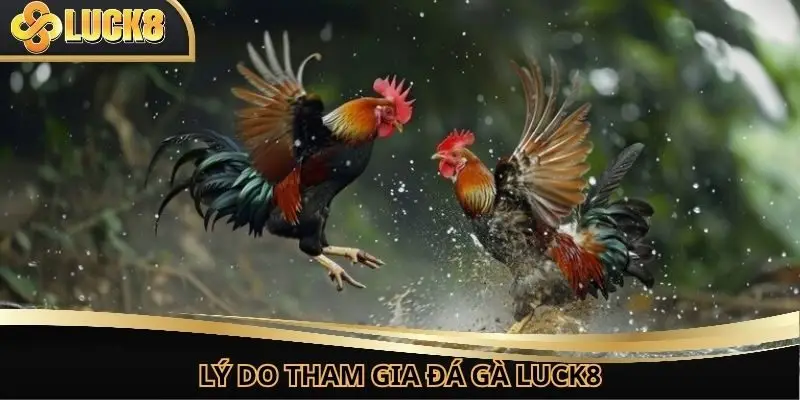 Lý do mọi người nên tham gia đá gà tại nhà cái uy tín